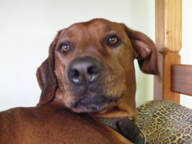  Nimrod is a pedigreed Ridgeback.  He is 4 years old and a very flamboyant character. 